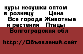 куры несушки.оптом 170 в розницу 200 › Цена ­ 200 - Все города Животные и растения » Птицы   . Волгоградская обл.